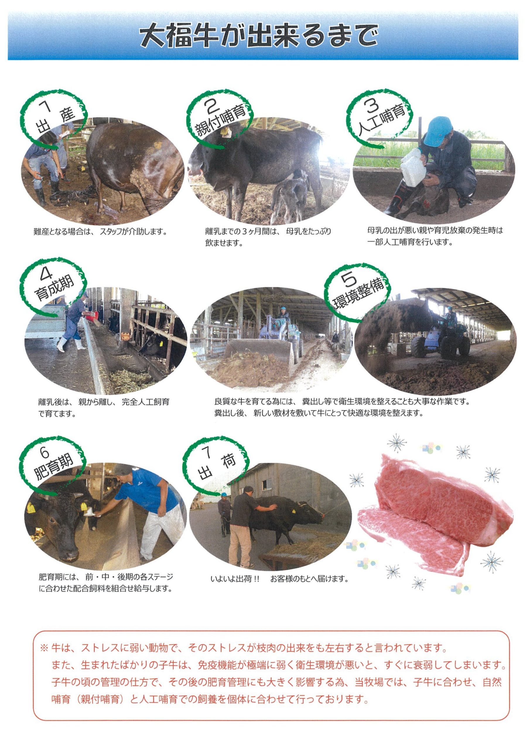 大福牛が出来るまで